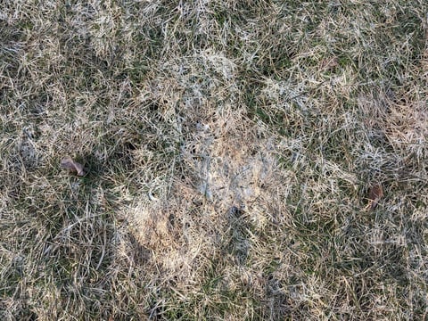 lawn snow mold in grass