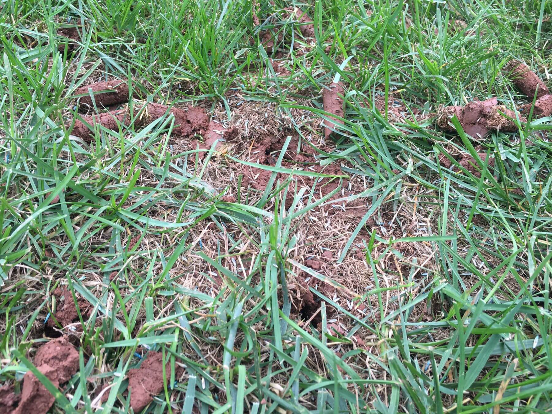 grassy area prepared for seeding after being aerated