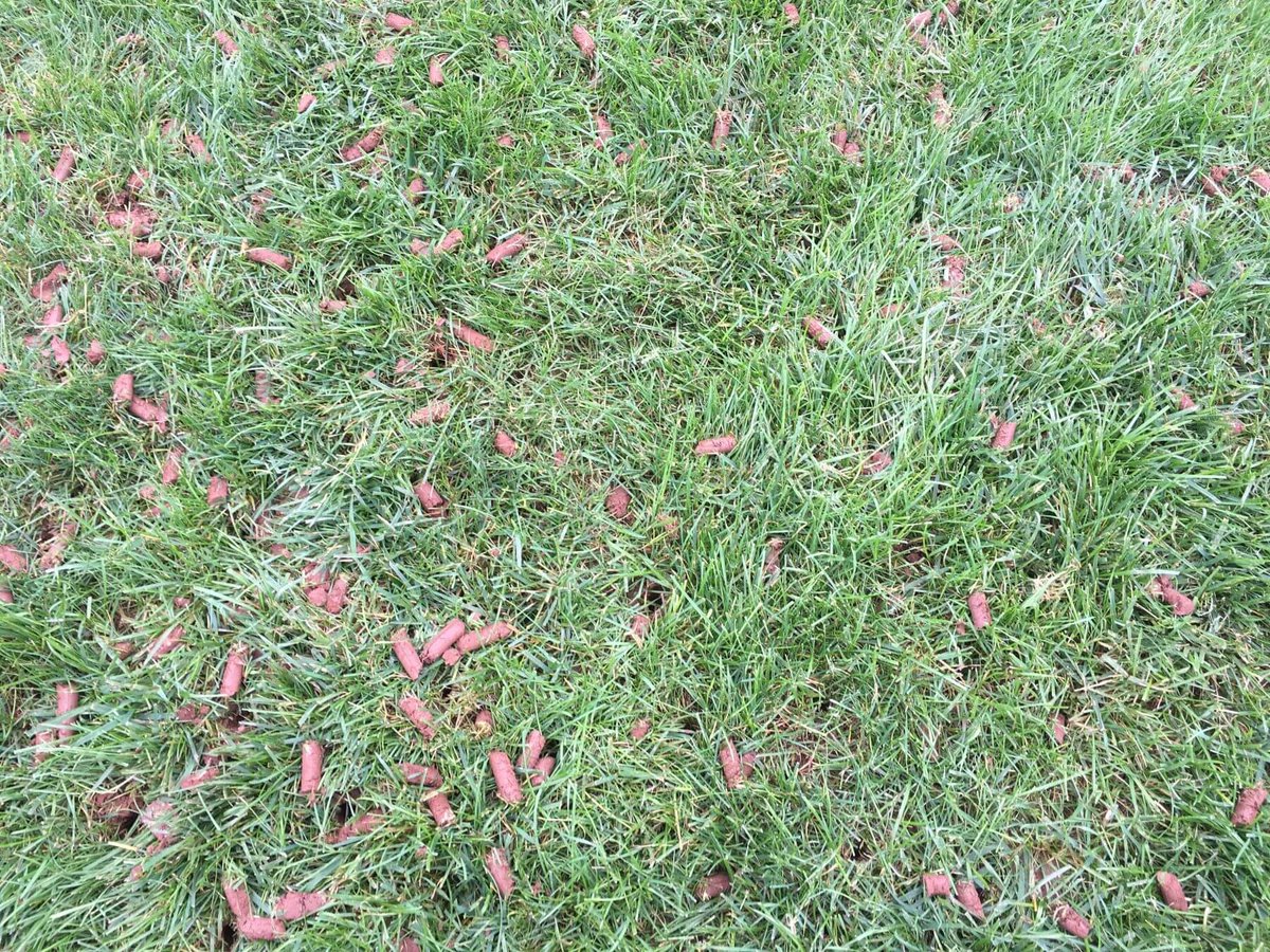aeration plugs in grass 