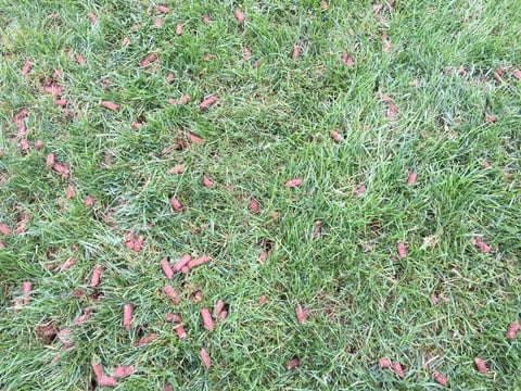 proper core aeration leaves behind plugs of soil