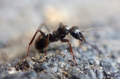 ant-1350089_1280