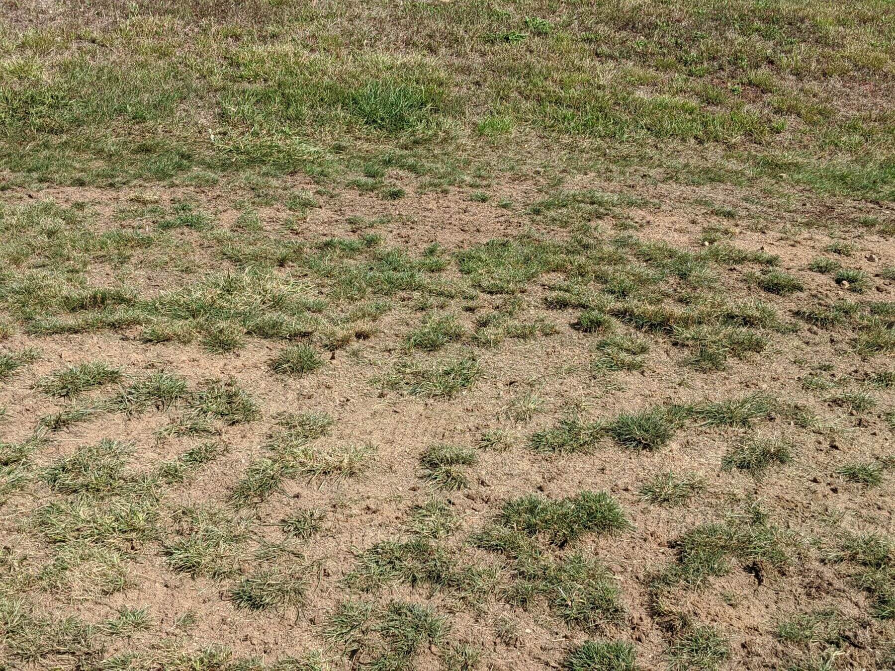 bare spots in lawn 3 (1)