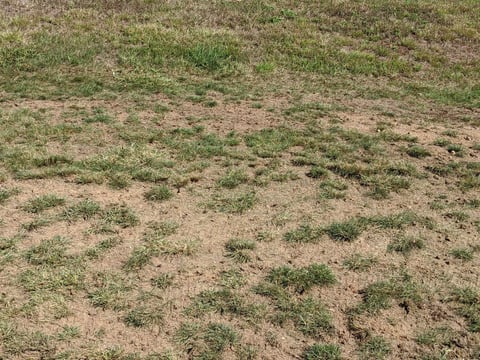 compacted soil can create bare spots in your lawn