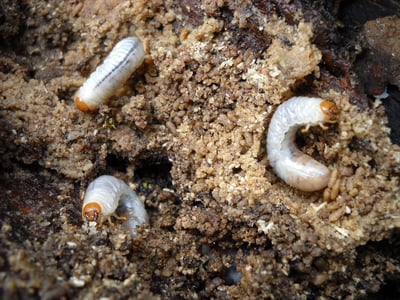 grubs-g554901324_1280