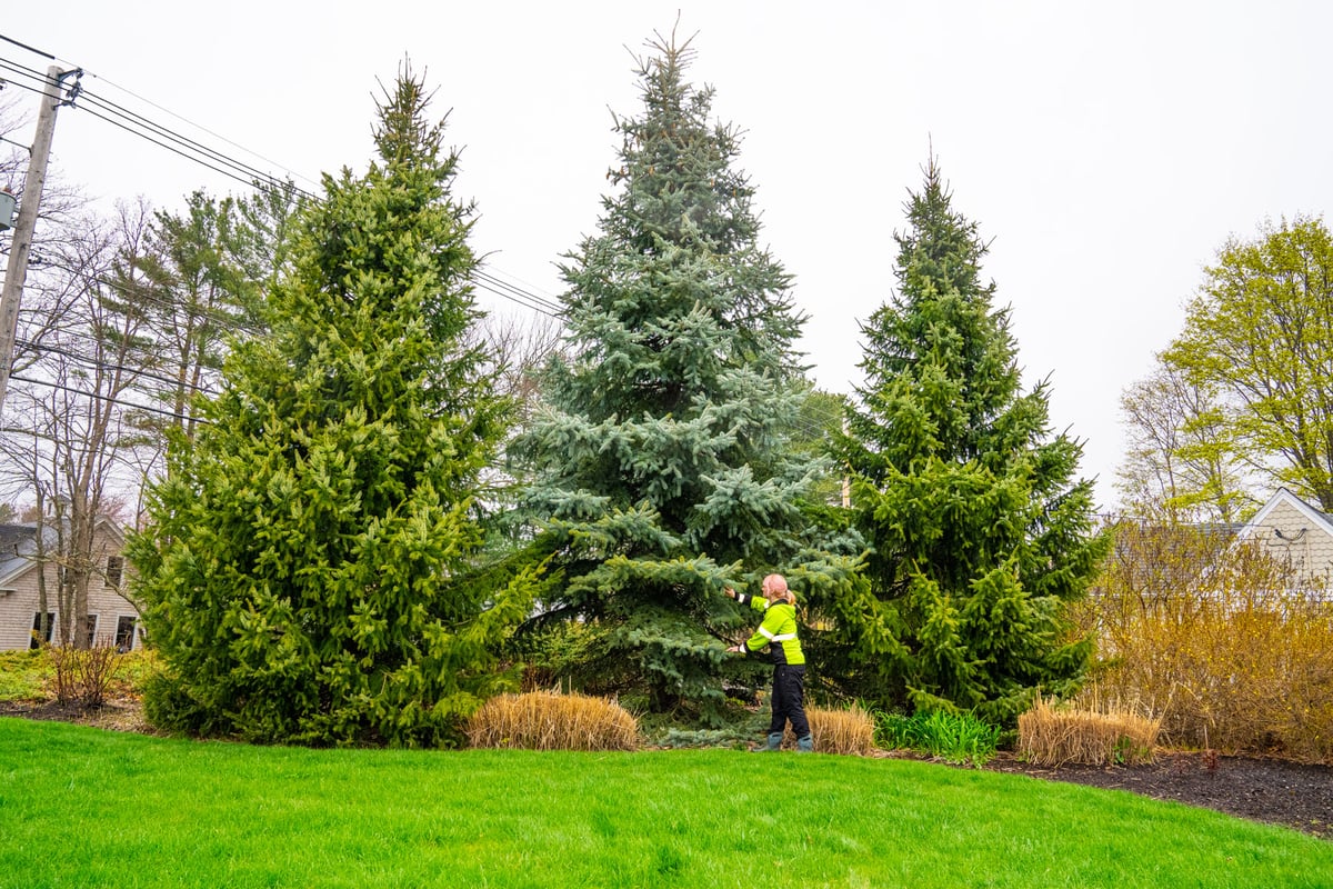 plant health care technician inspects trees