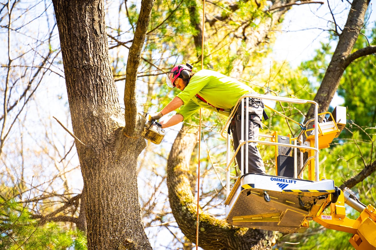 tree care team prunes tree in lift