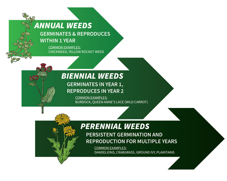 weed life cycles - tight-1