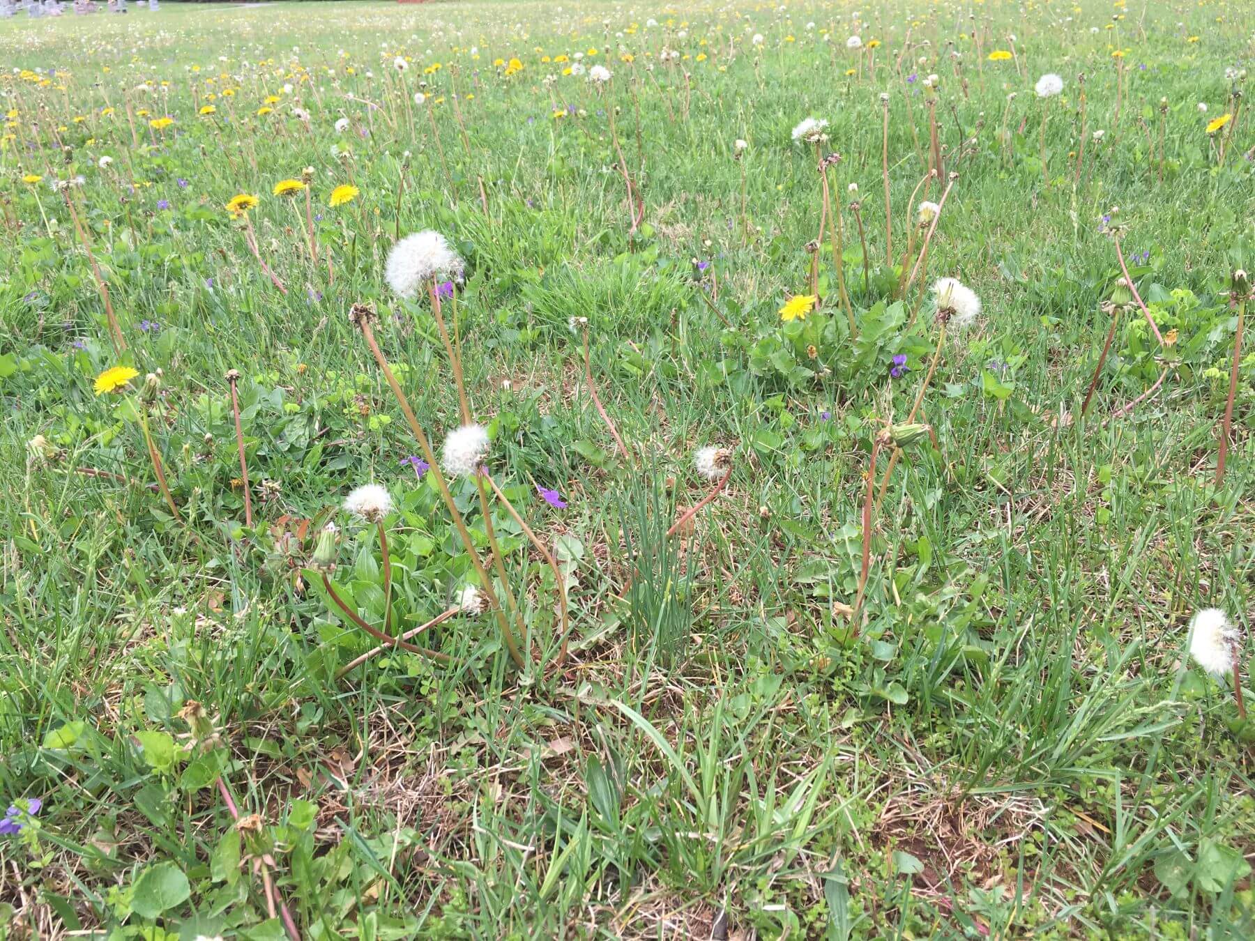 a grassy lawn full of dandelion weeds