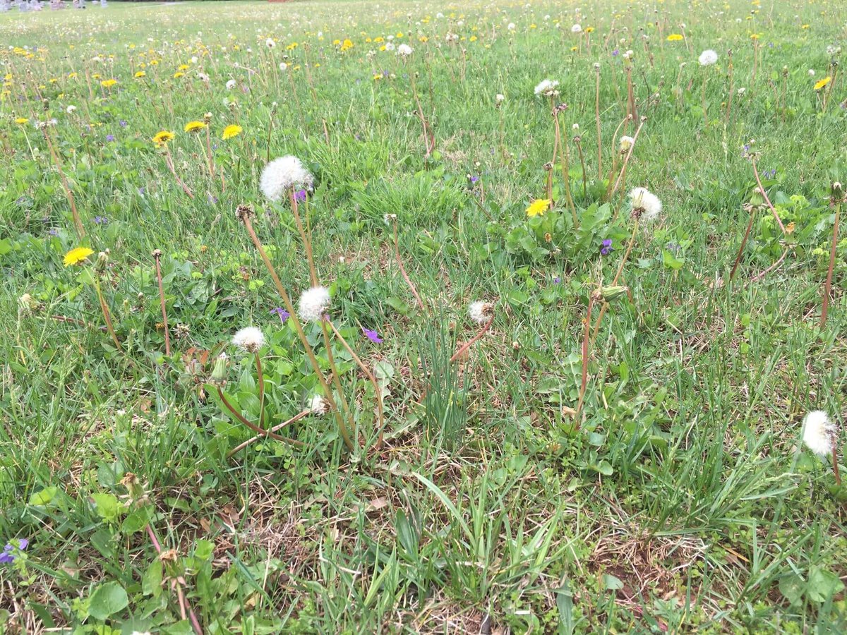 weeds growing in grass