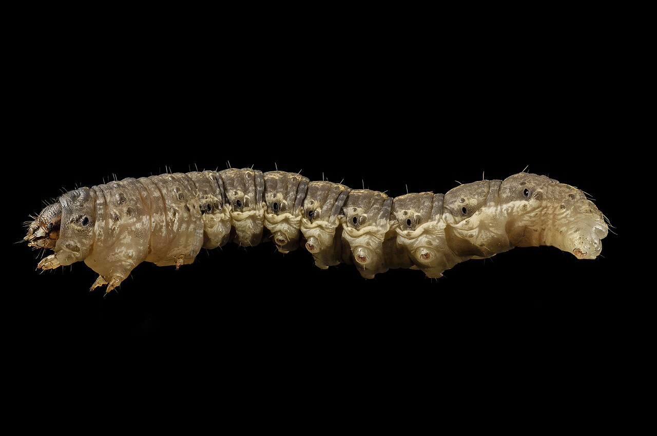 Black Cutworm