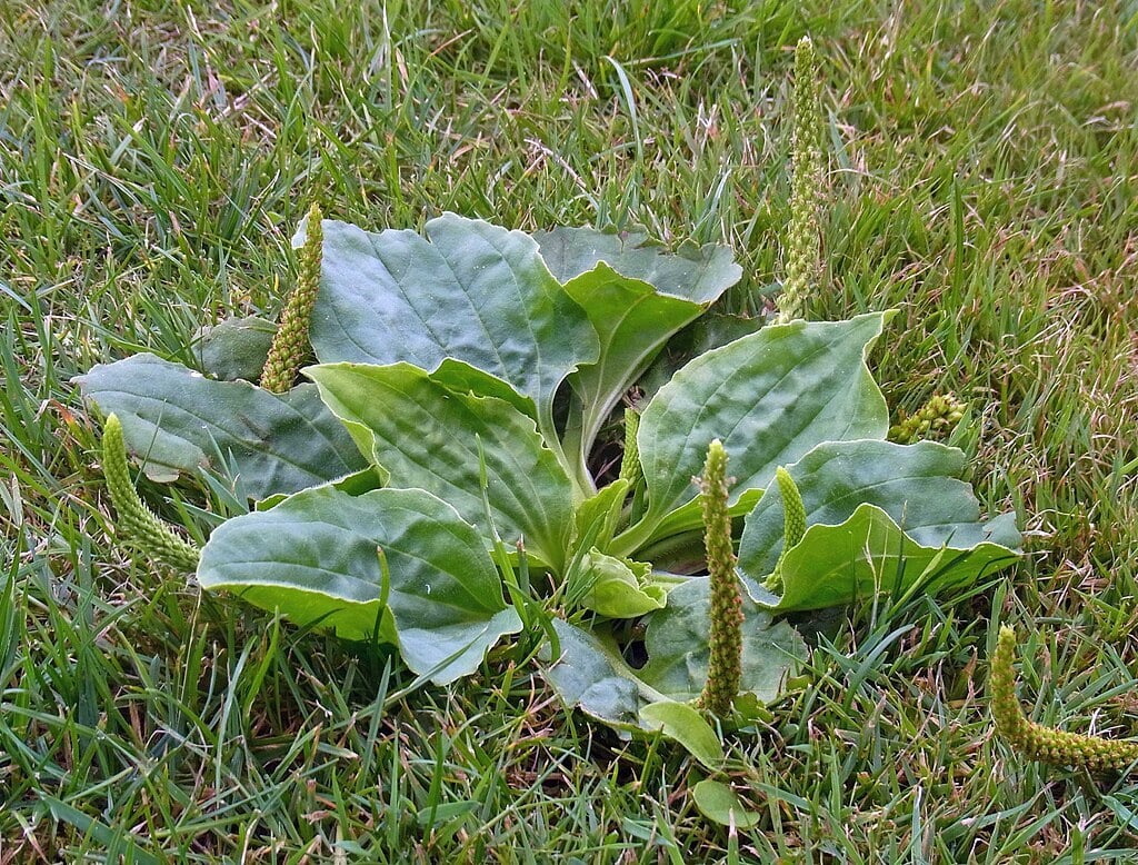 what lawn plantain looks like