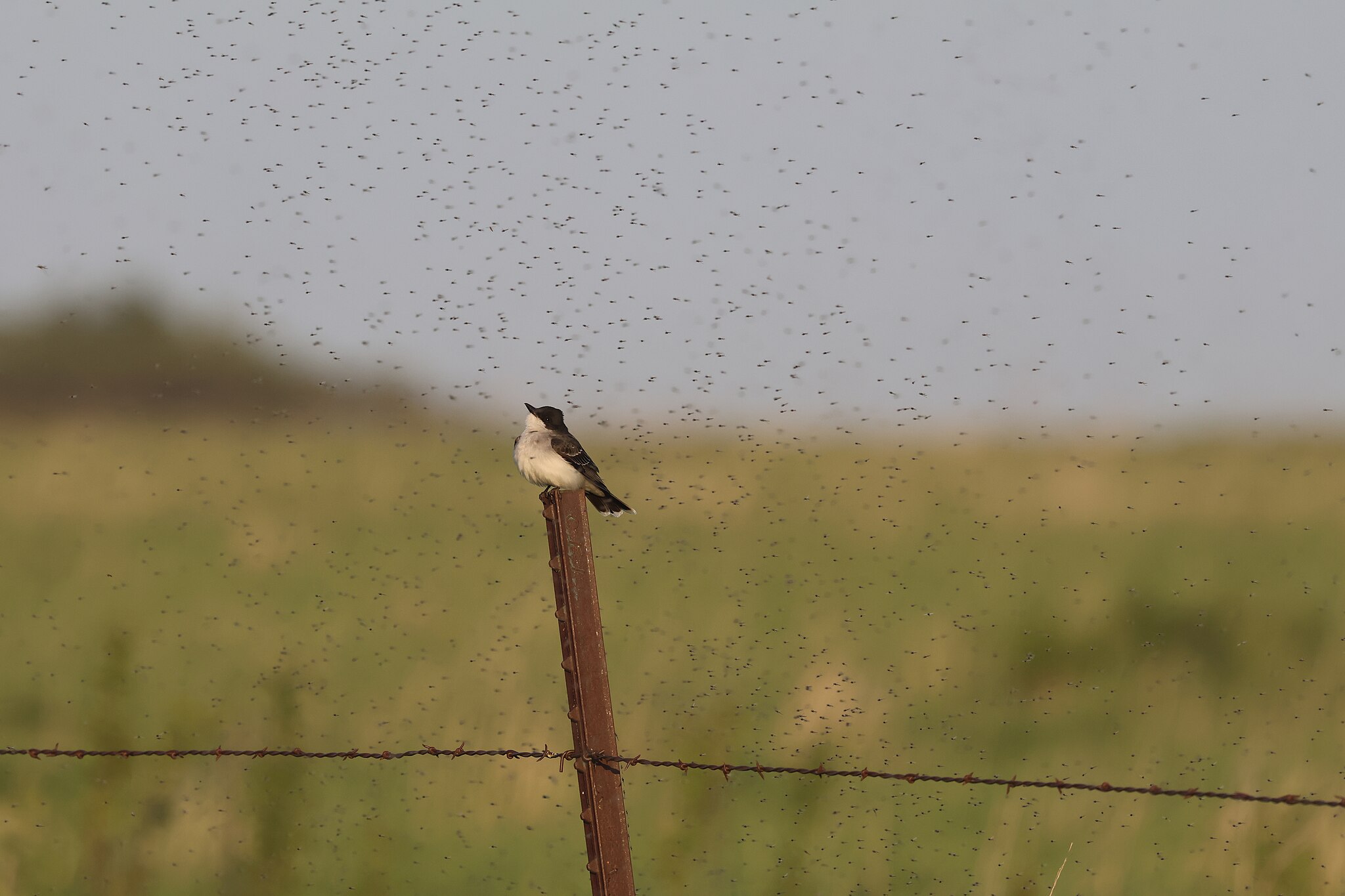 bug swarm in the summer
