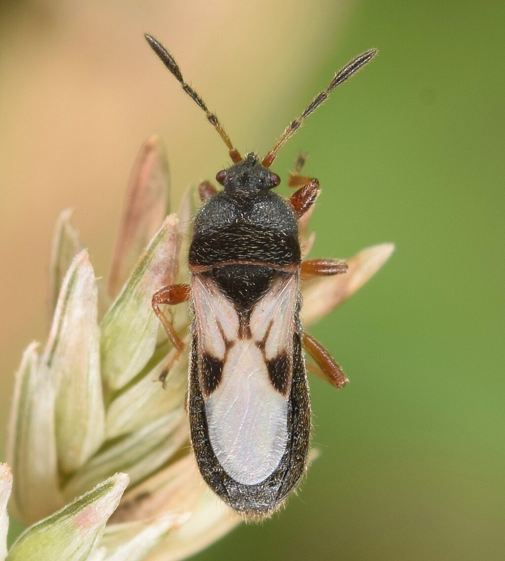 chinch bug lawn pest