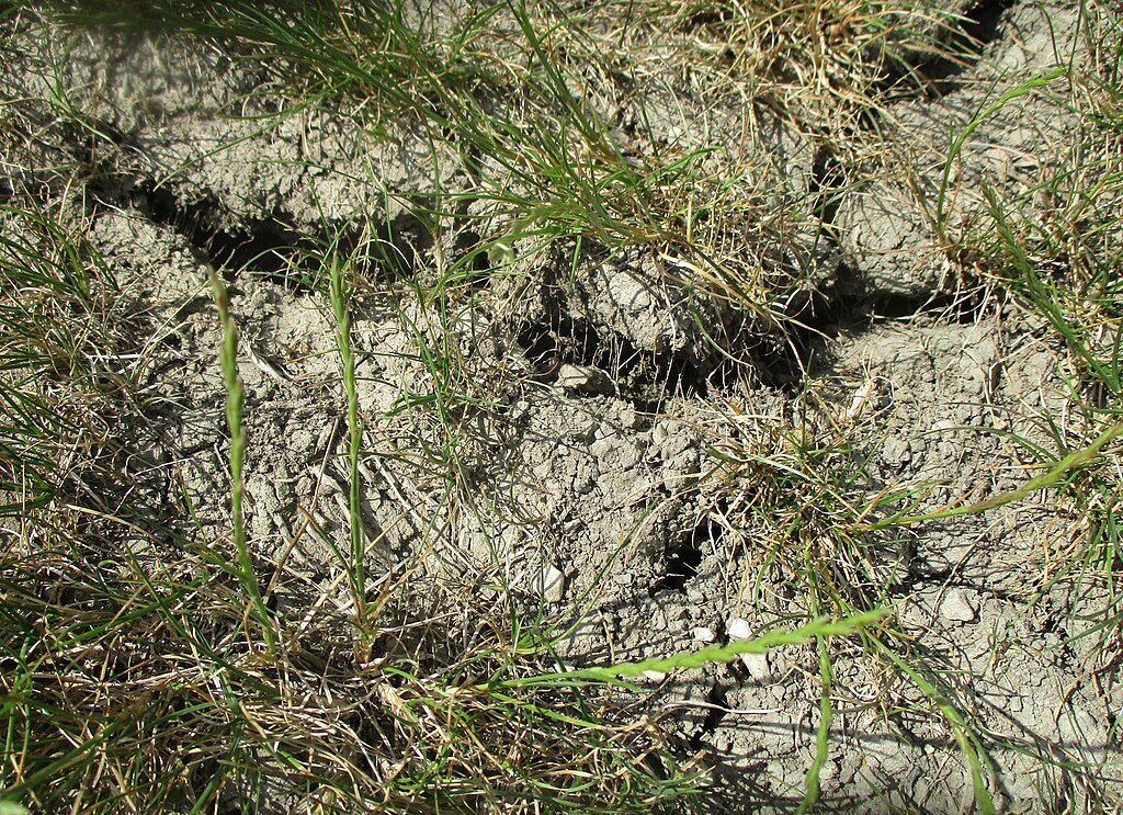 cracked soil can be a sign of a drought stressed lawn