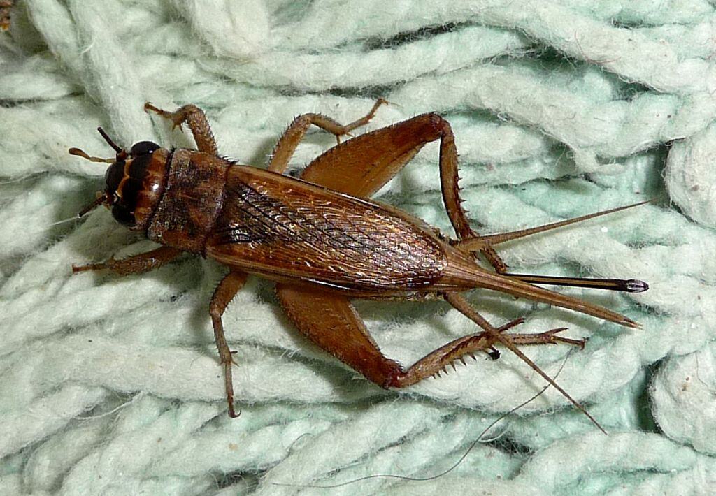 what does a cricket look like