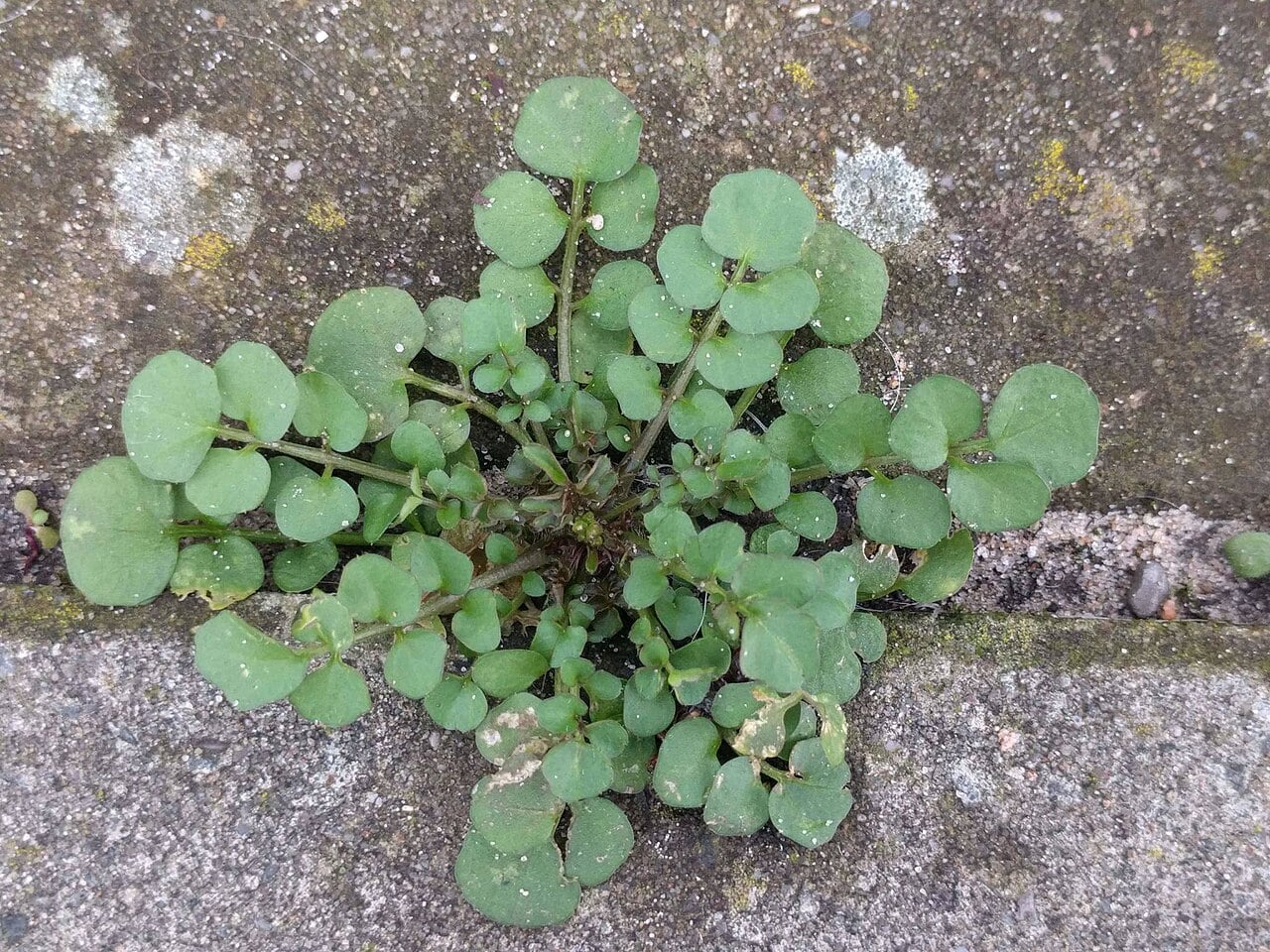 Hairy Bittercress, cardamine hirsuta