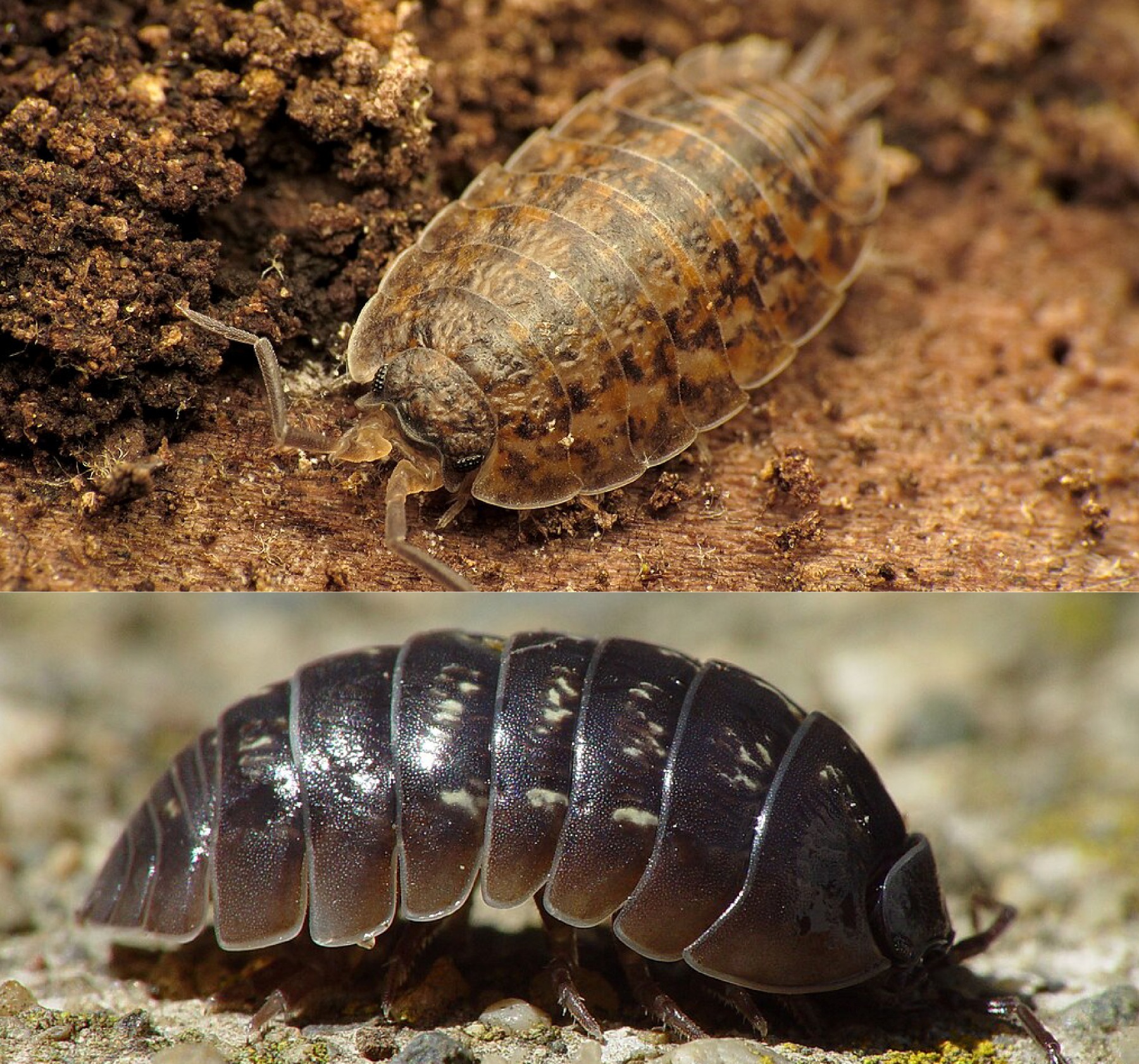 Pillbug v Sowbug