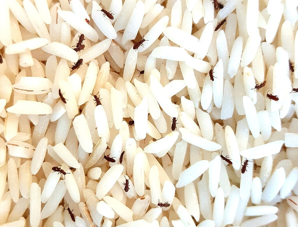 rice weevils infesting grains of rice
