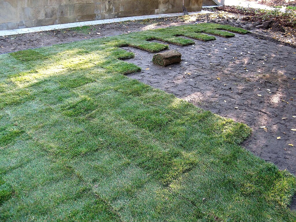 sod can provide you with an instant lawn but is a larger investment