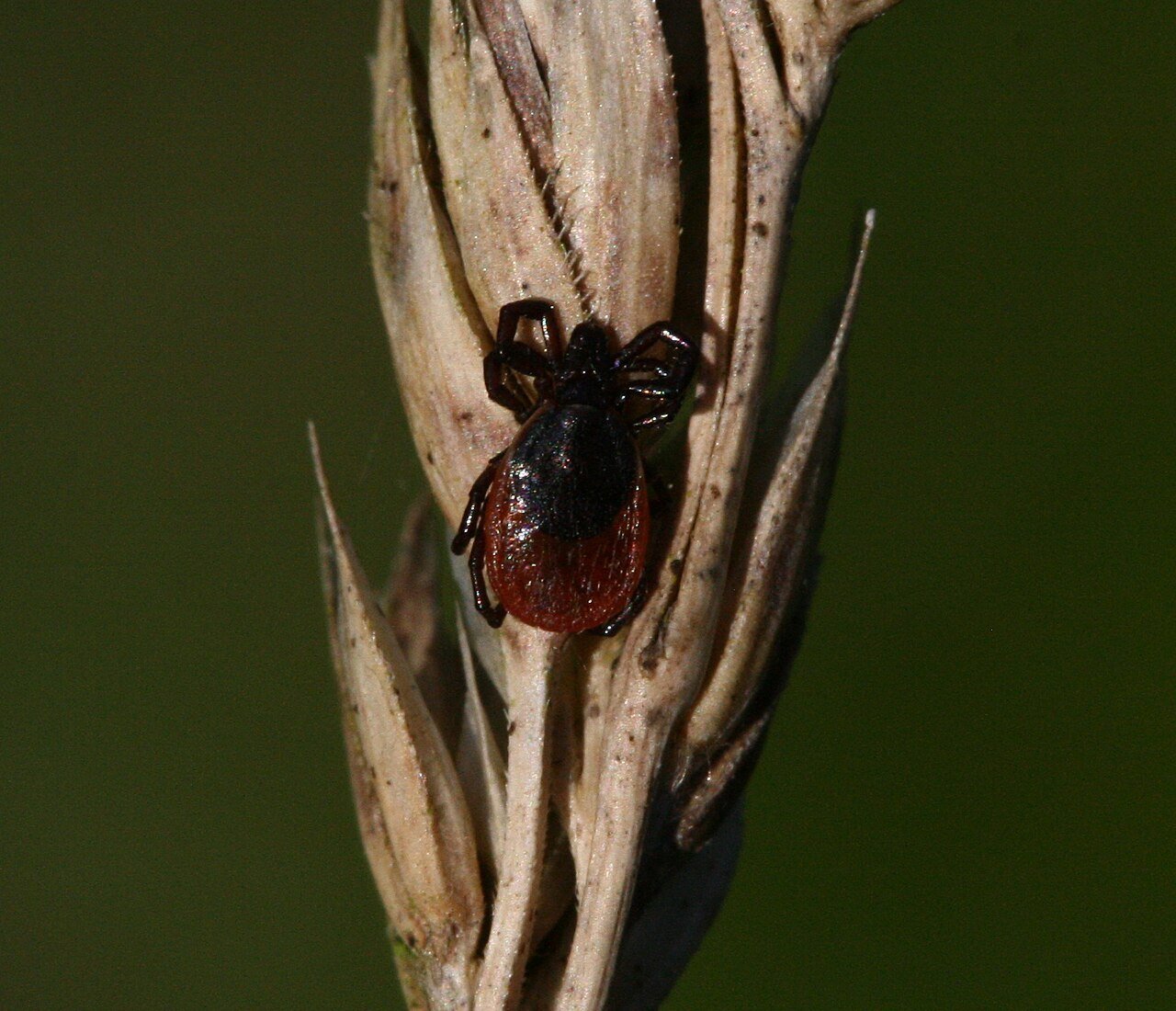 CC - Tick on Seedhead