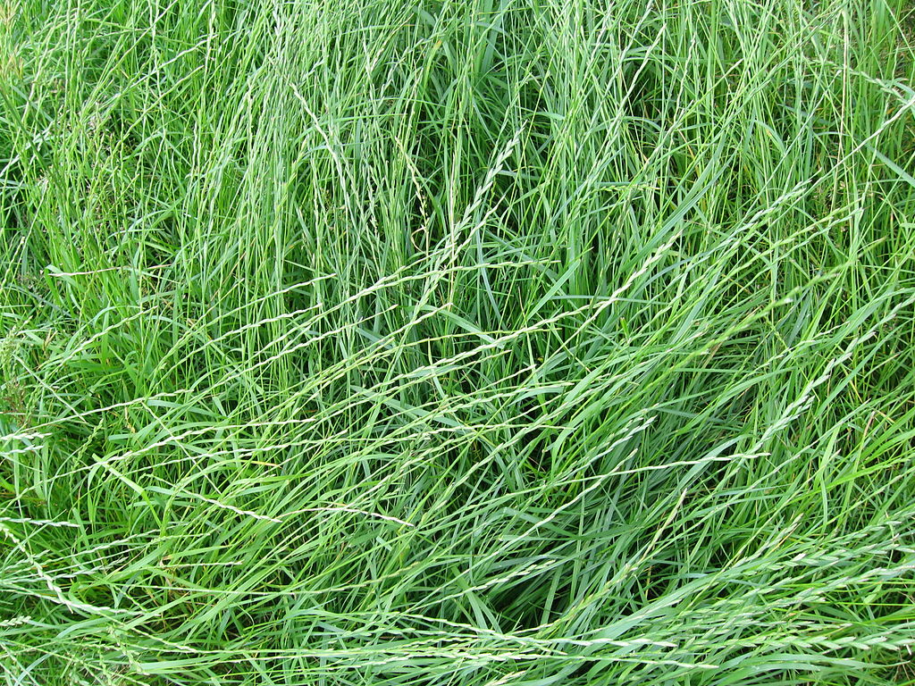 What is The Best Grass Seed for Your New England Lawn?