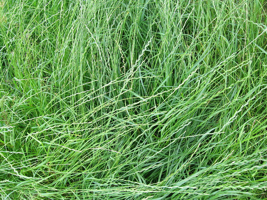 Rye Grass up close 