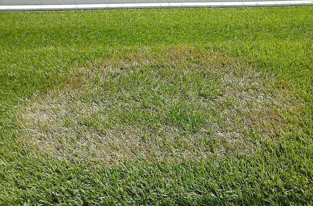 Brown patch lawn disease in grass