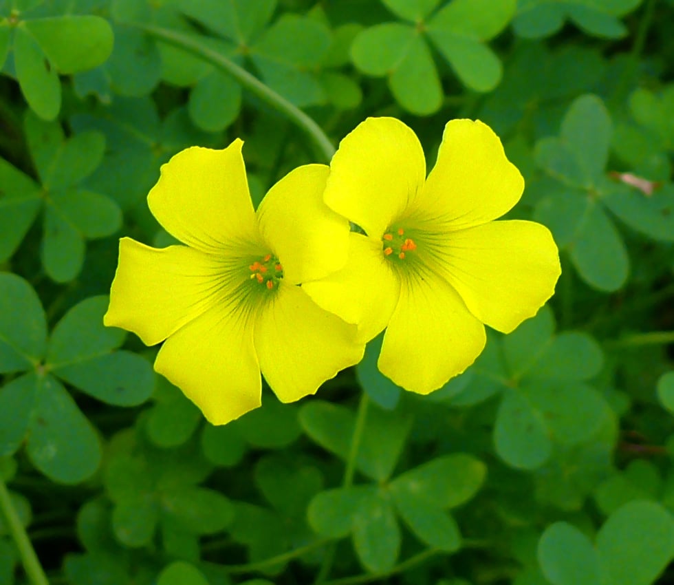 Oxalis Weed in lawn