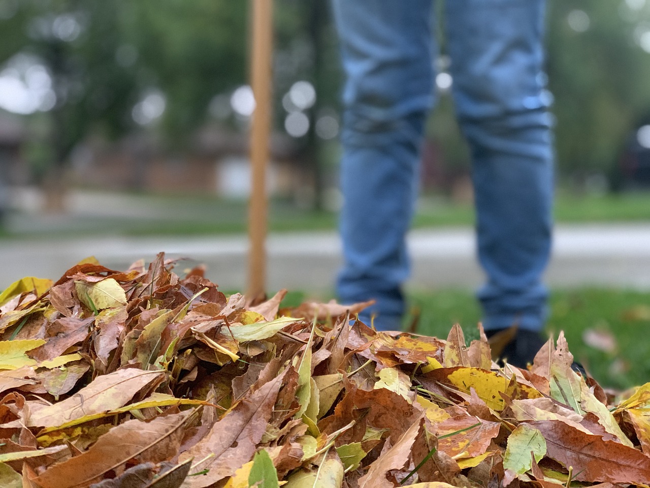 raking fall leaves