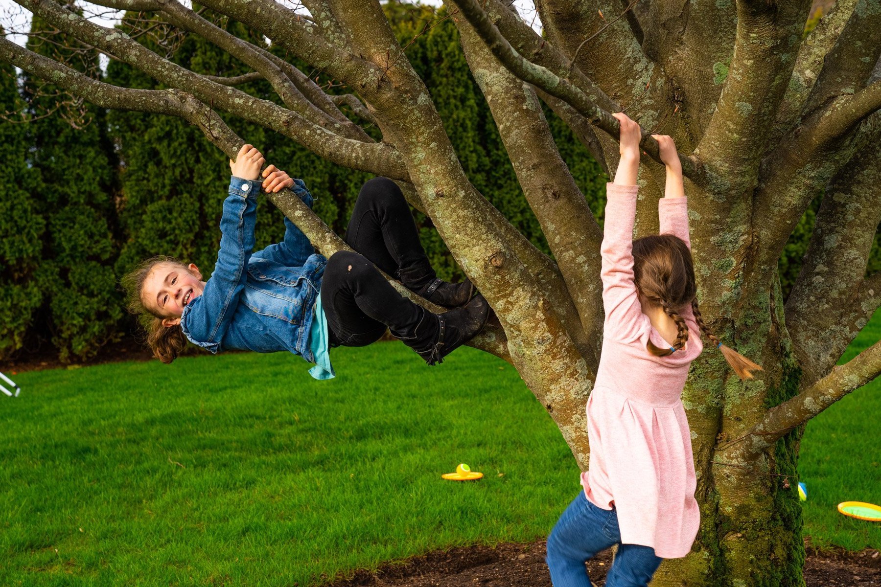 children climbing tree lawn care