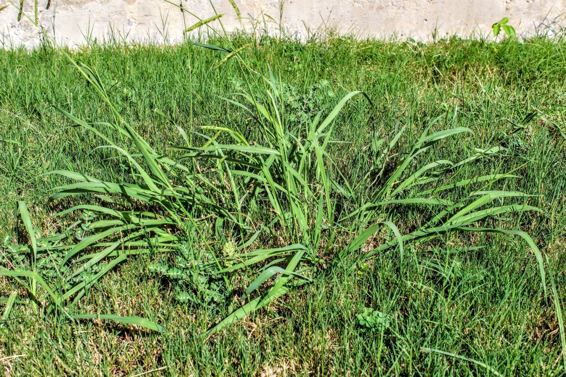 crabgrass weed