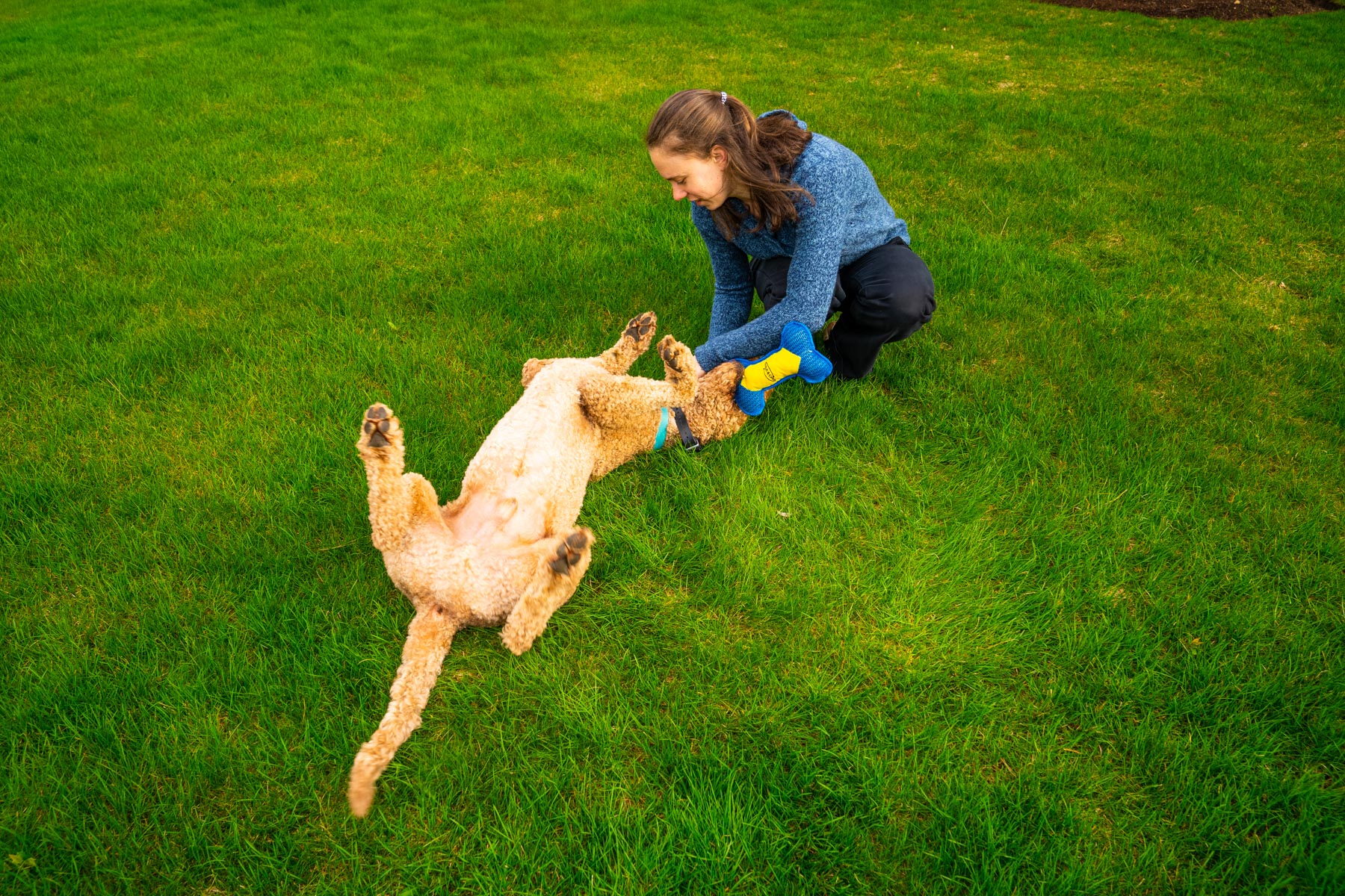 lawn care customer dog 157