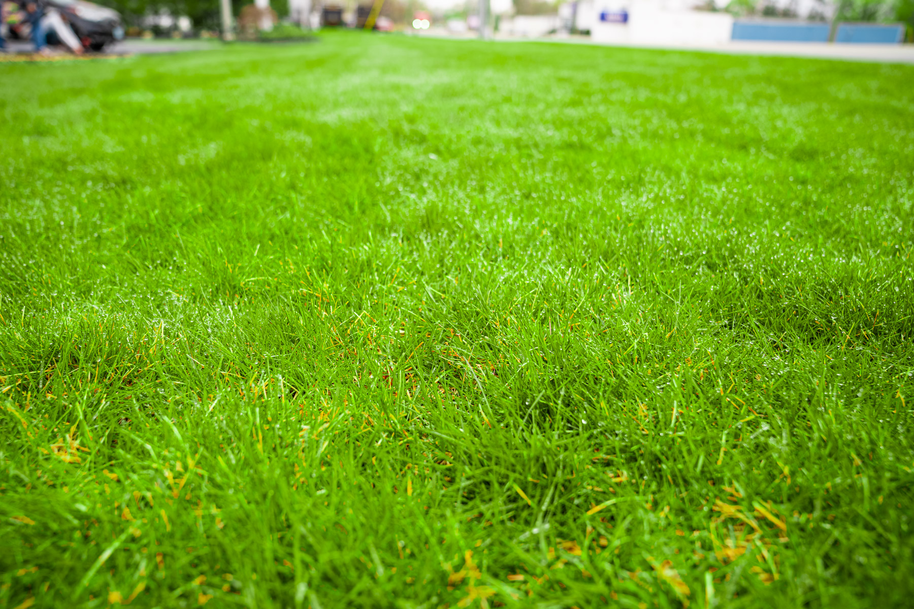 green grass thanks to the best lawn watering schedule