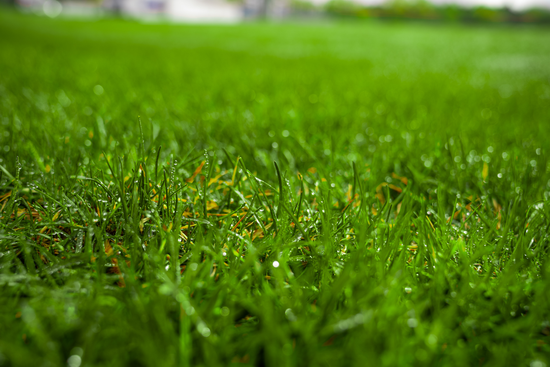 healthy grass after seeding