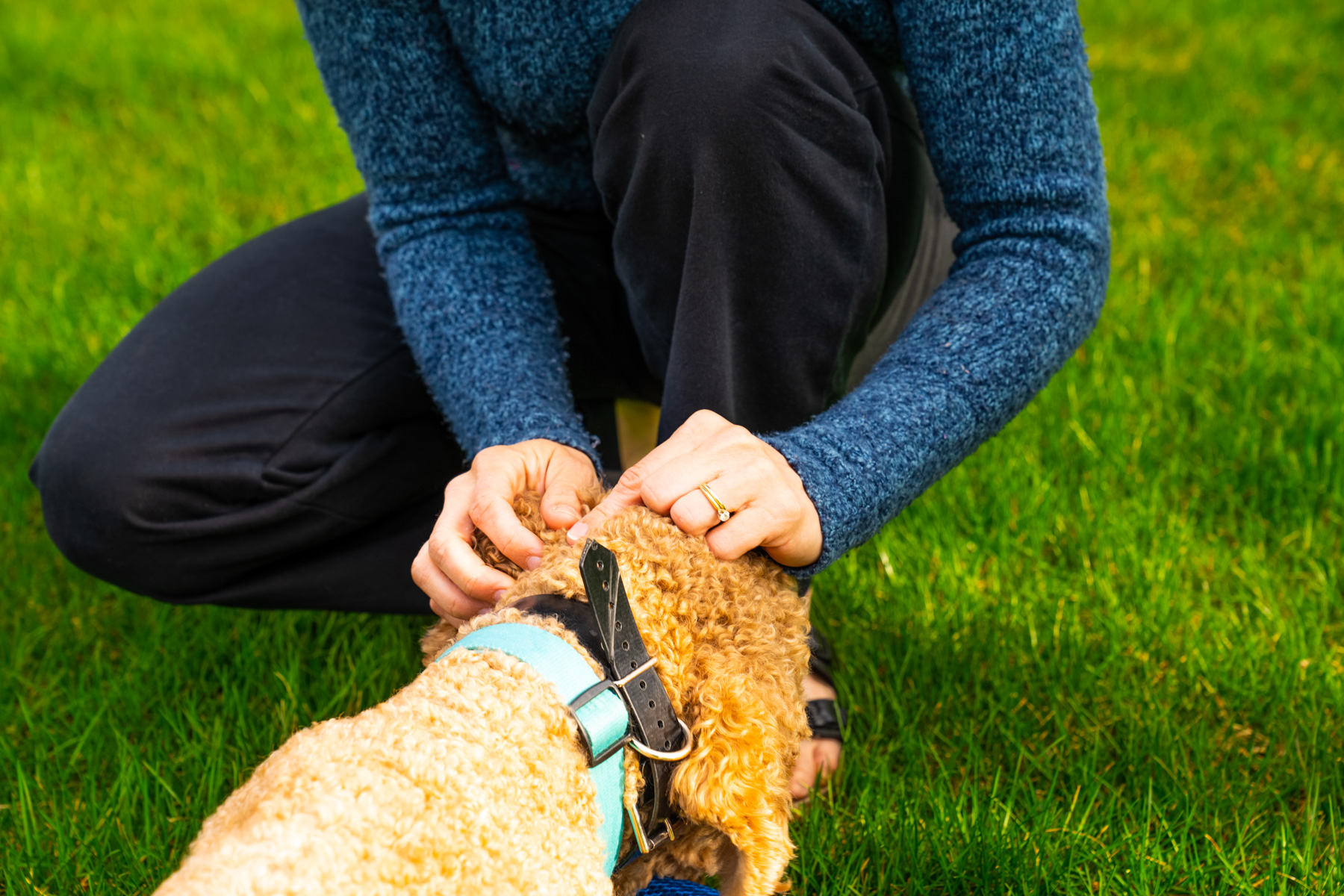 Pet owner looking for ticks on dog in yard