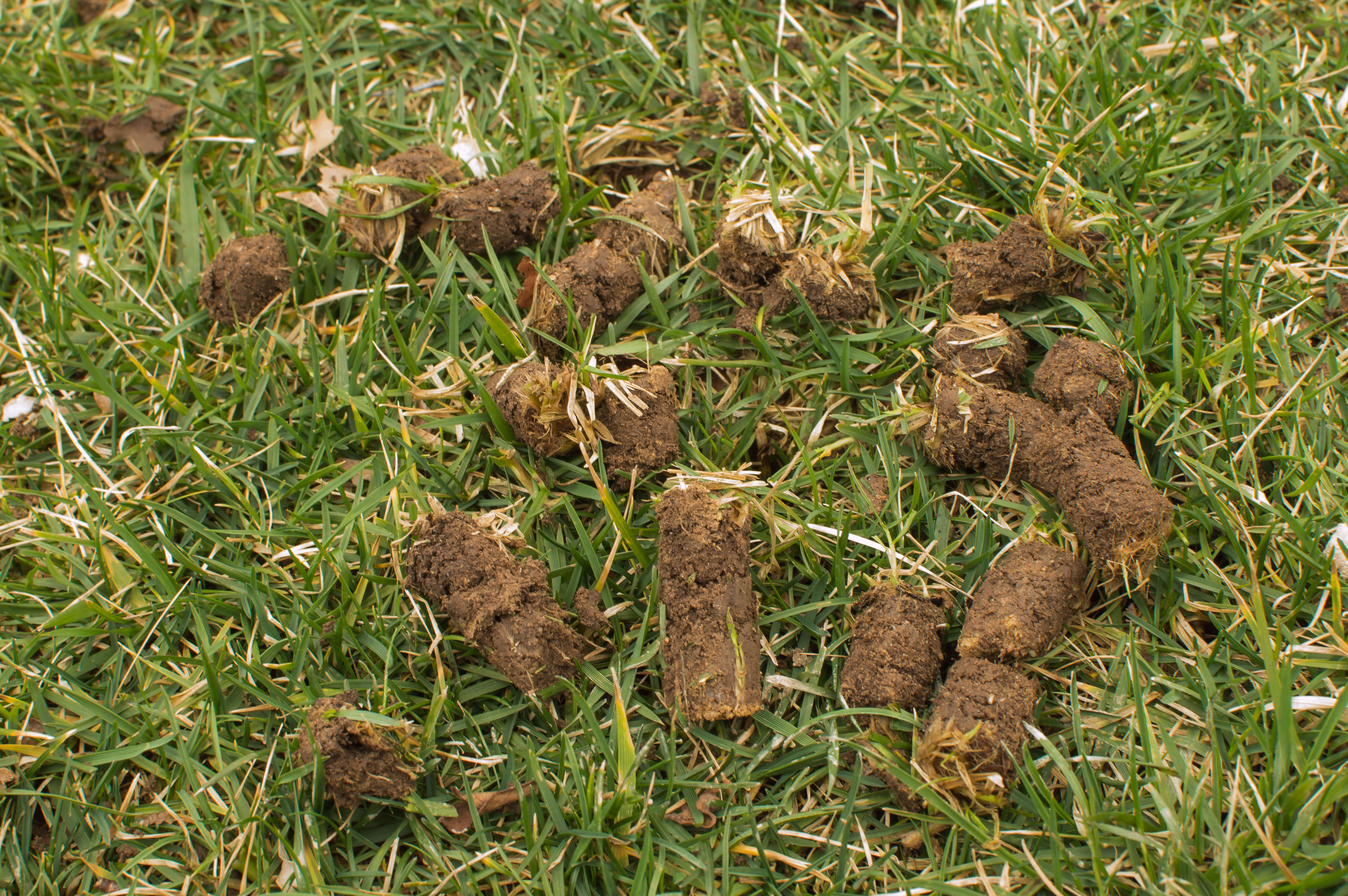soil plugs from core aeration