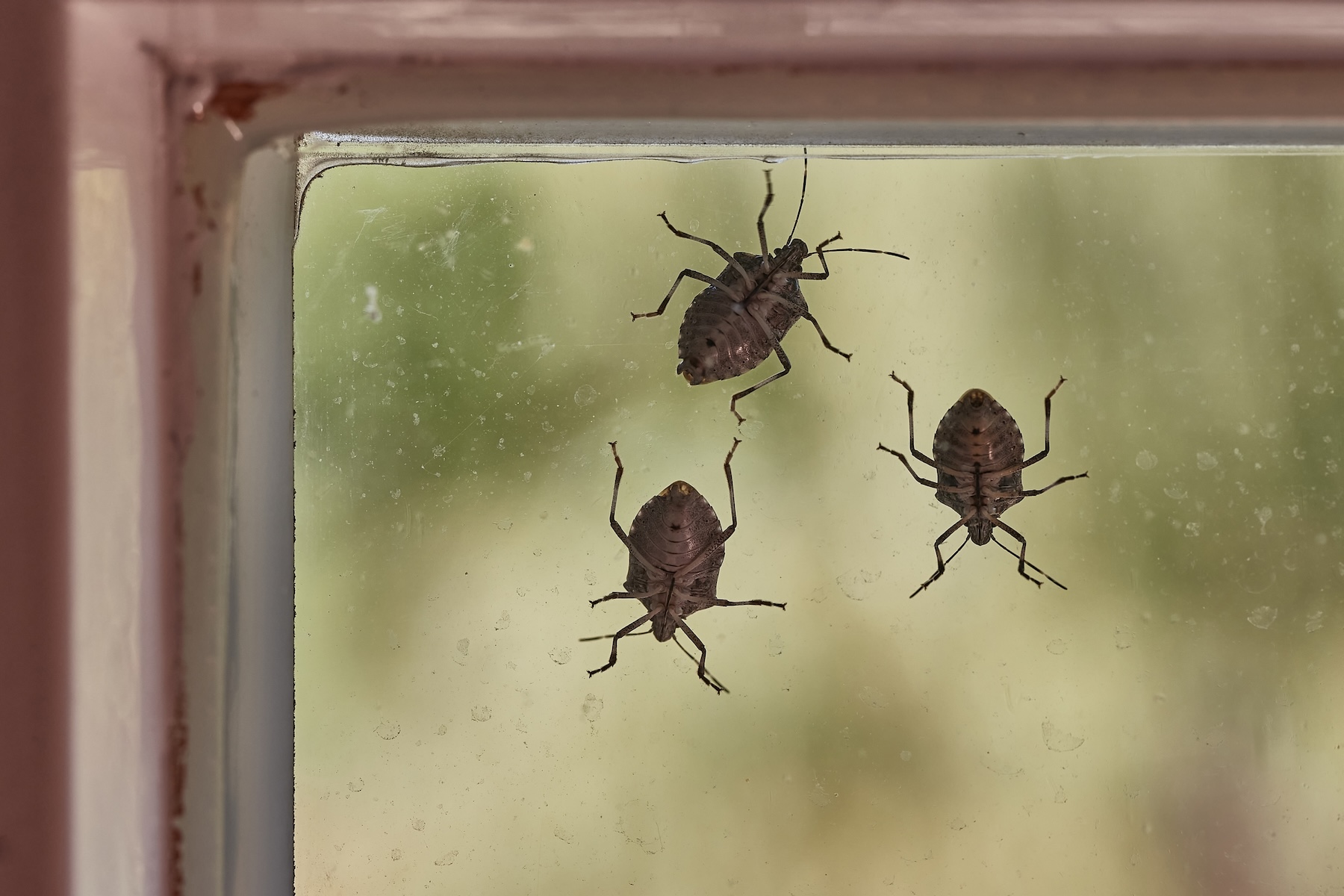 stink bugs on a window