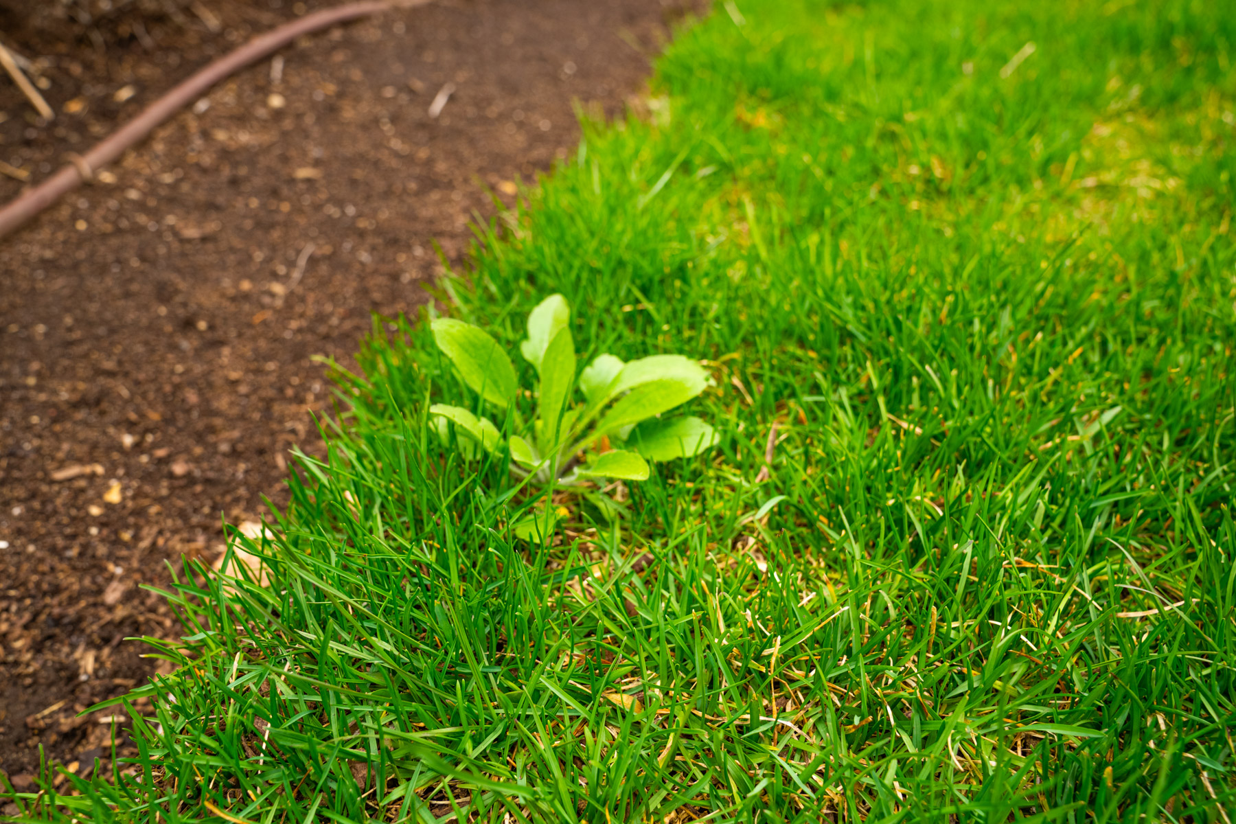 a weed grows in a grassy lawn