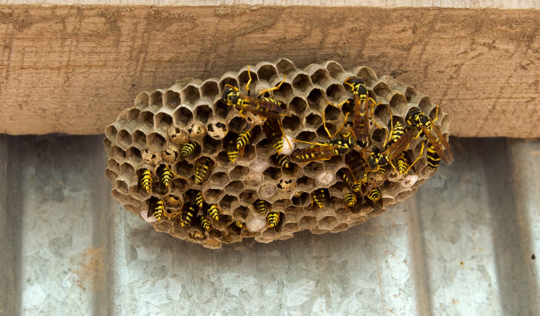 yellow jacket wasp nest