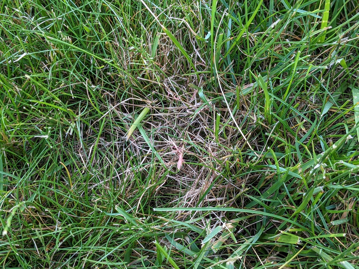 Red thread lawn disease