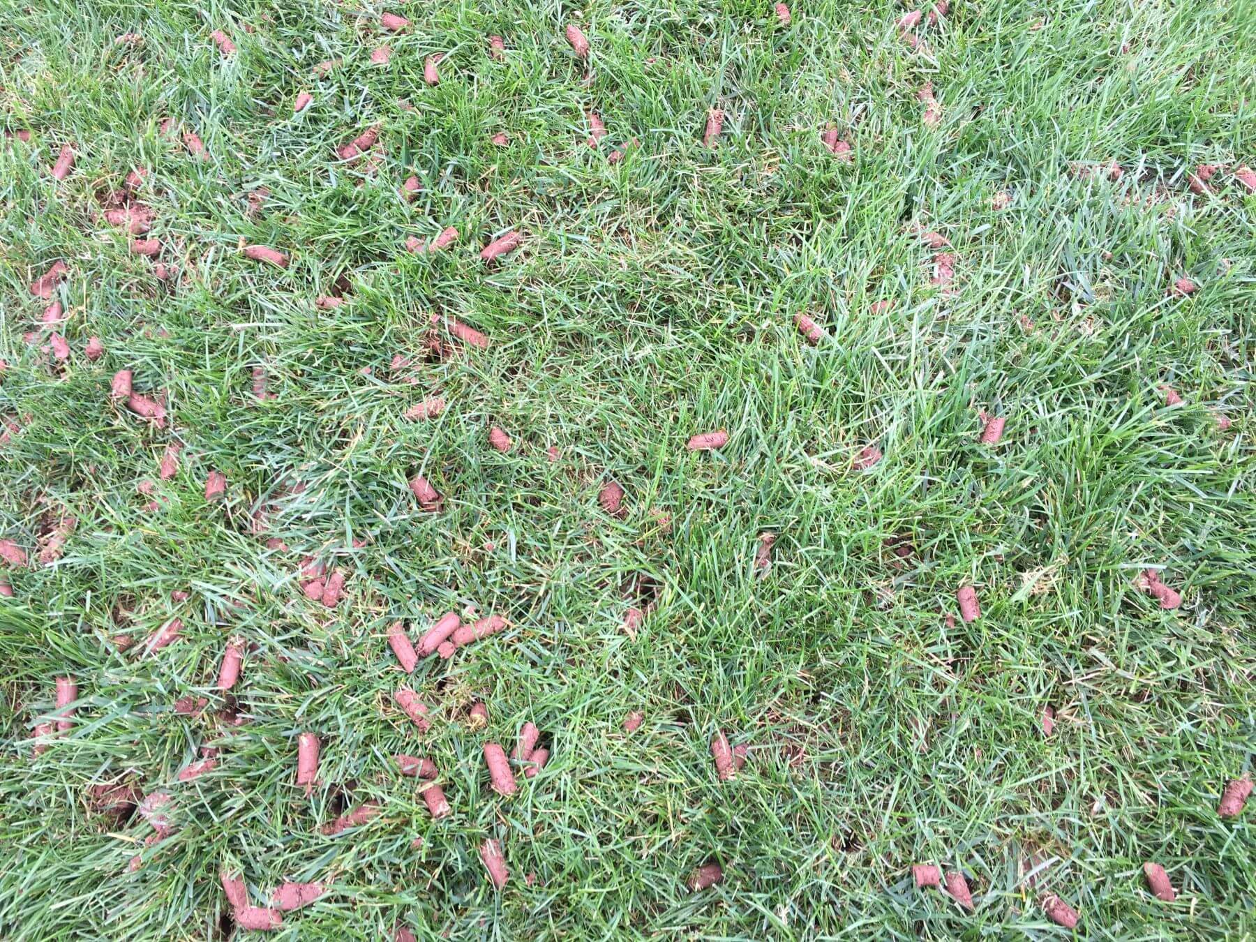 aeration plugs in grass