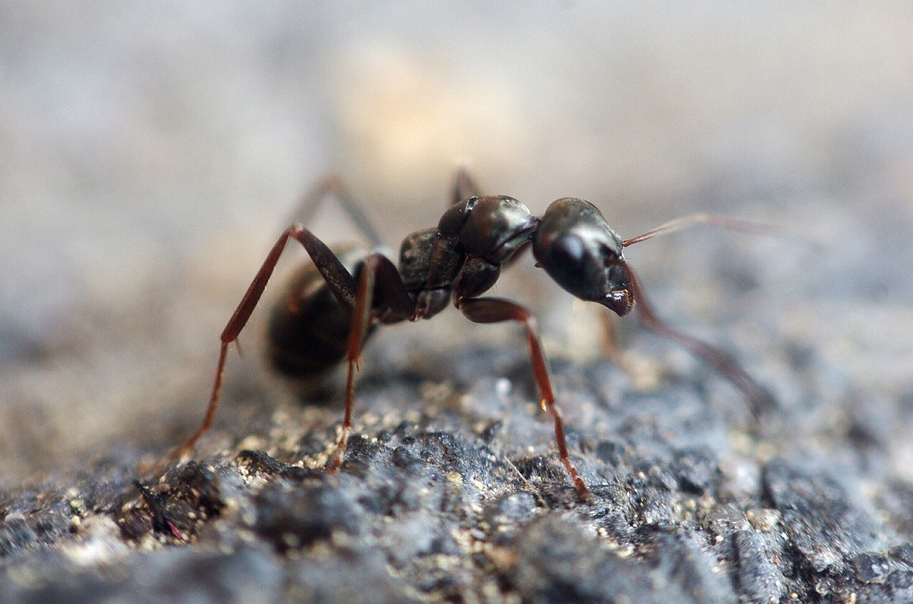 close up of an ant