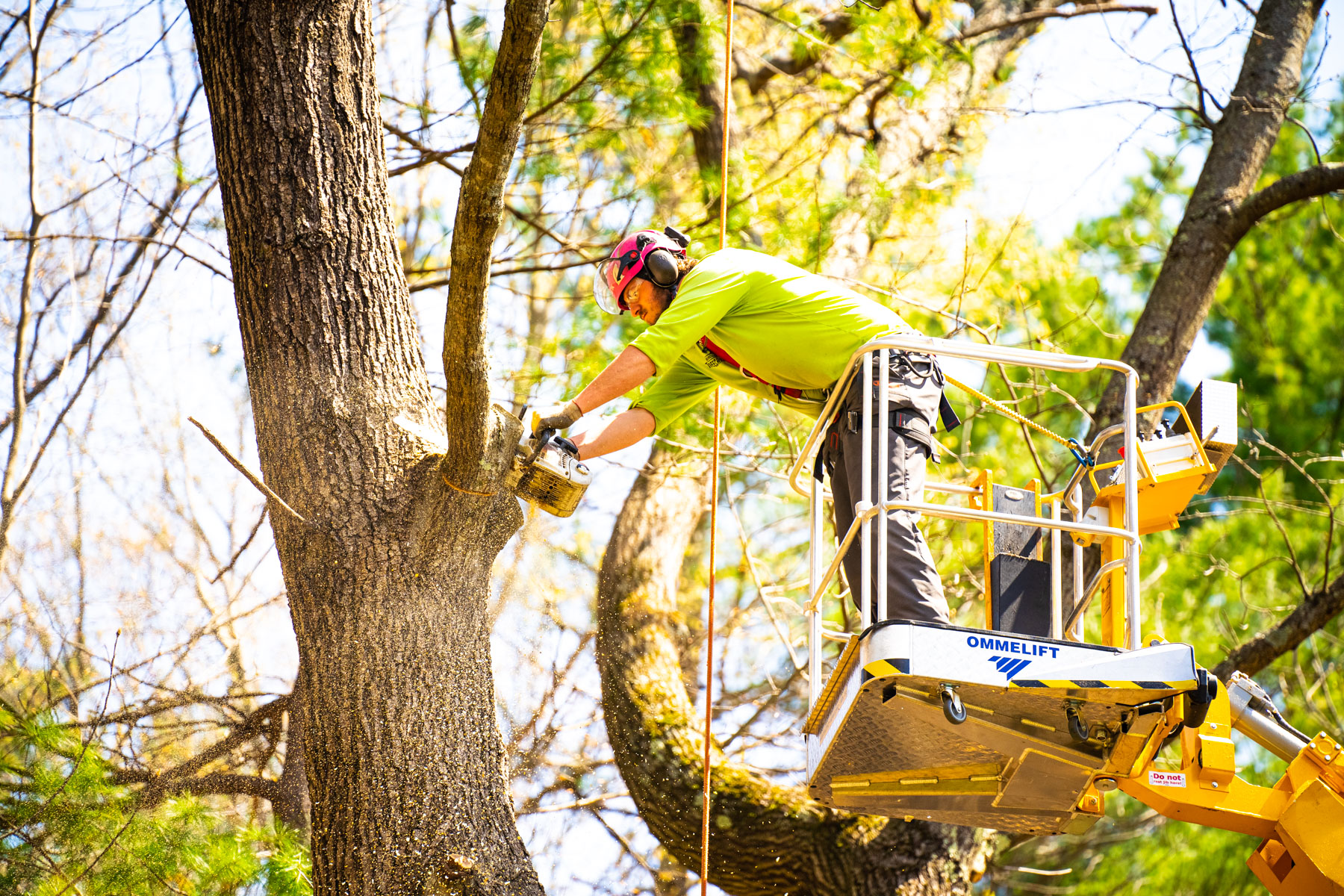 tree care crew lift pruning