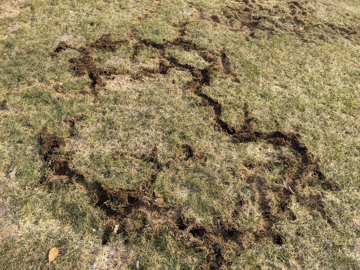 Vole tunnels in yard