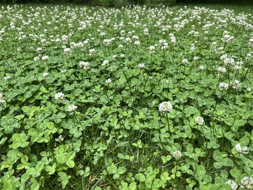 white clover in lawn-1